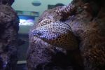 PICTURES/Oregon Coast Aquarium - Newport/t_Eel8.JPG